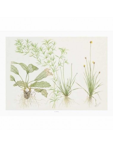 TROPICA - Art Poster Madagascariensis - 40x30cm - Poster plantes