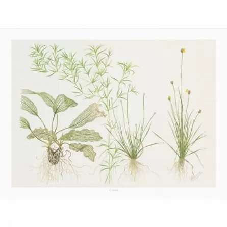 TROPICA - Art Poster Madagascariensis - 40x30cm - Poster plants