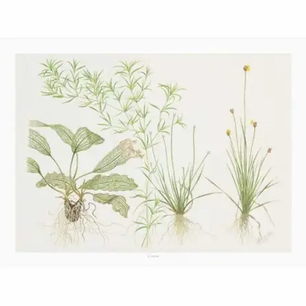 TROPICA - Art Poster Madagascariensis - 40x30cm - Poster plants