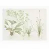 TROPICA - Art Poster Madagascariensis - 40x30cm - Poster plants