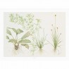 TROPICA - Kunstposter Madagascariensis - 40x30cm - Pflanzenposter TROPICA - Kunstposter Madagascariensis - 40x30cm - Pflanzenposter