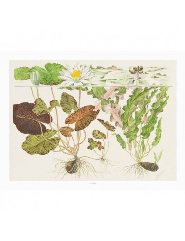 TROPICA - Art Poster Nymphaea - 40x30cm - Rastlinski poster