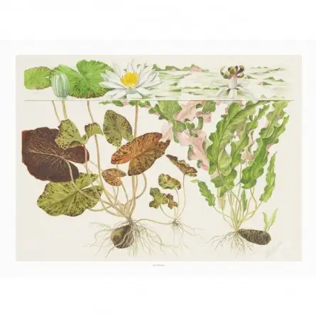 TROPICA - Póster Artístico Nymphaea - 40x30cm - Póster Plantas TROPICA - Póster Artístico Nymphaea - 40x30cm - Póster Plantas