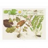 TROPICA - Art Poster Nymphaea - 40x30cm - Poster plantes