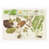 TROPICA - Art Poster Nymphaea - 40x30cm - Poster Plants TROPICA - Art Poster Nymphaea - 40x30cm - Poster Plants