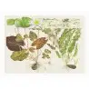 TROPICA - Póster Artístico Nymphaea - 40x30cm - Póster Plantas TROPICA - Póster Artístico Nymphaea - 40x30cm - Póster Plantas