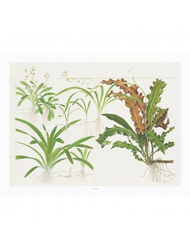 TROPICA - Art Poster Sagittaria - 40x30cm - Poster de plantas
