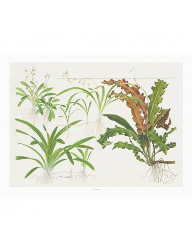 TROPICA - Art Poster Sagittaria - 40x30cm - Poster plantes