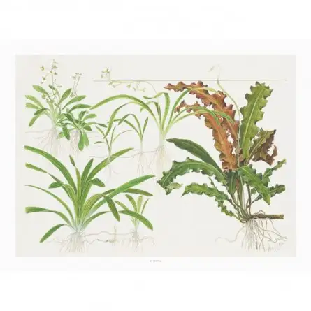 TROPICA - Kunstposter Sagittaria - 40x30cm - Plantenposter TROPICA - Kunstposter Sagittaria - 40x30cm - Plantenposter