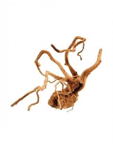 Racine - LEGNO RED WOOD - 20 À 25CM