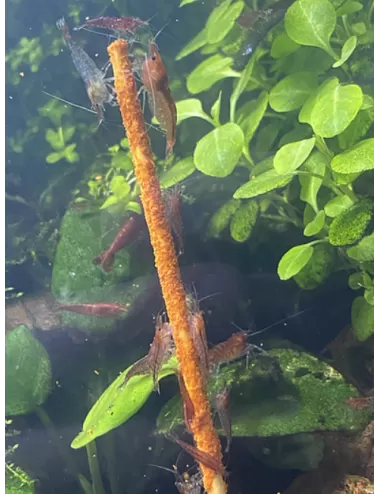 Gioia Shrimp - Lot de 12 lollies Paprika Bio - Pour crevettes d’aquarium