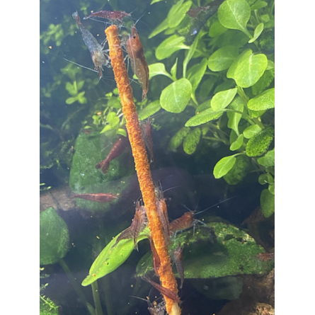 Gioia Shrimp - Lecca lecca Moringa Biologico Confezione da 12 - Per gamberi d'acquario