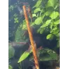 Gioia Shrimp - Lot de 12 lollies Spiruline Bio - Pour crevettes d’aquarium
