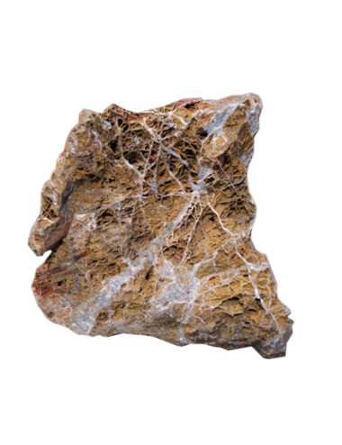 AQUAVIE - Pierre - Orangefarbenes Ahornblatt - M1