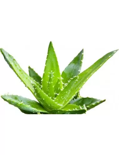 Dr. Bassleer - BIOFISH FOOD - Aloe L - 60gr - Food for fish from 7 to 9 cm