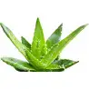 Dr. Bassleer - BIOFISH FOOD - Aloe L - 60gr - Nourriture pour poissons de 7 à 9 cm