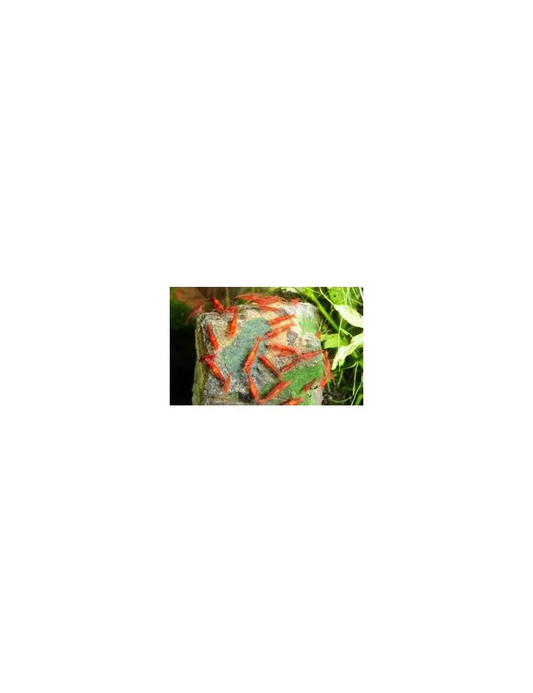 DENNERLE - Shrimp King - Yummy Gum - 55 g - Gomme de nourriture adhérente pour crevettes