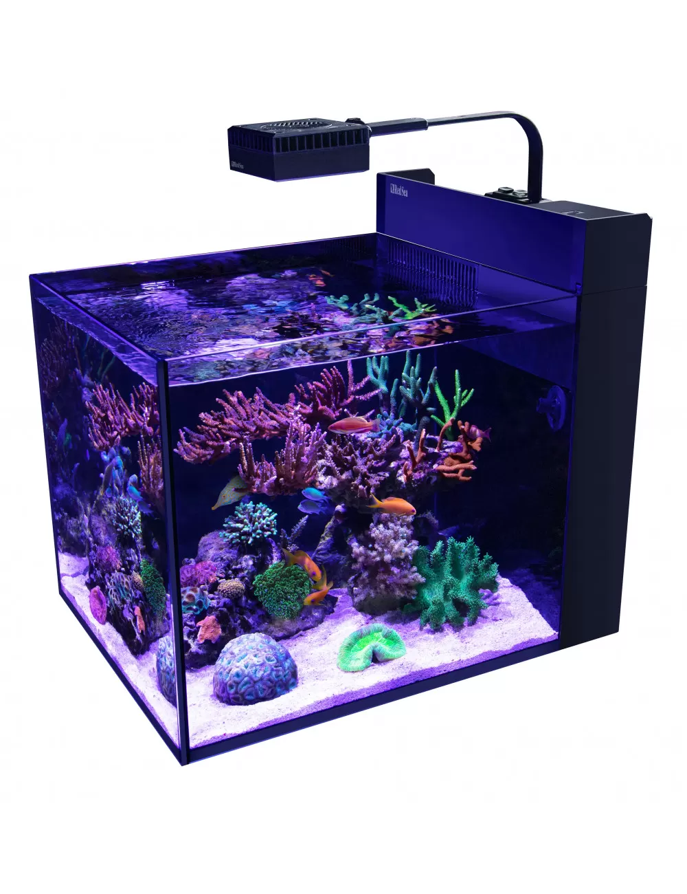 Le brassage Aquarium récifal / aquarium marin / aquarium eau de