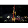 Gioia Shrimp - Set 12 Catappa Lollies - Za akvarijske kozice