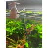 Gioia Shrimp - Lollies holder 
