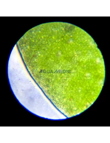 AQUA-MEDIC - Microscope - Magnification 60 x - 100 x