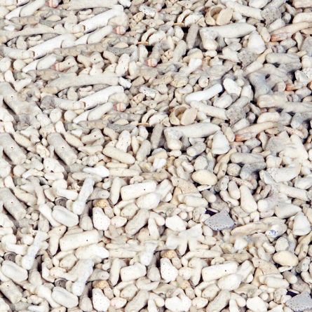 Zdrobljeni koralj - veličina 10-20 mm - Prodaje se na kilograme Zdrobljeni koralj - veličina 10-20 mm - Prodaje se na kilograme