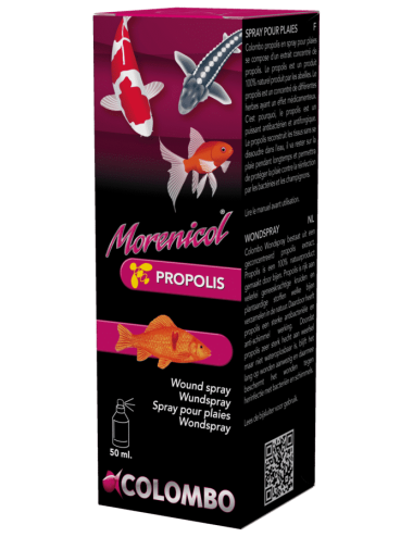 COLOMBO - Morenicol...