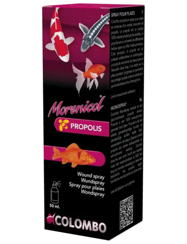 COLOMBO - Morenicol...