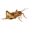 OCEAN NUTRITION - InsectPro Pellets - 100g