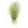 TROPICA - Eleocharis acicularis - In vitro