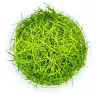TROPICA - Eleocharis acicularis - In vitro