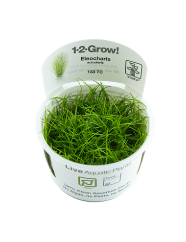 TROPICA - Eleocharis...