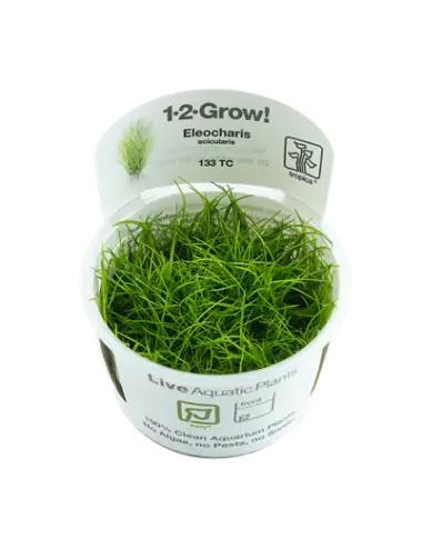 TROPICA - Eleocharis...
