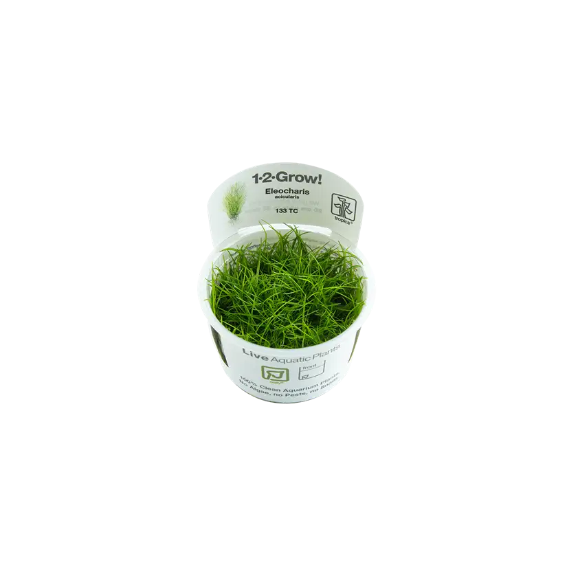 TROPICA - Eleocharis acicularis - In vitro