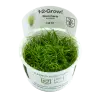 TROPICA - Eleocharis acicularis - In vitro
