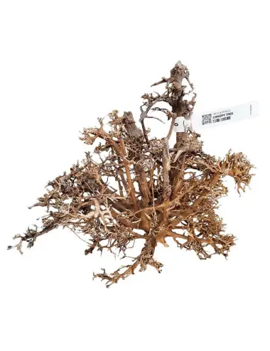 WIO - Canopy Wood - S -...