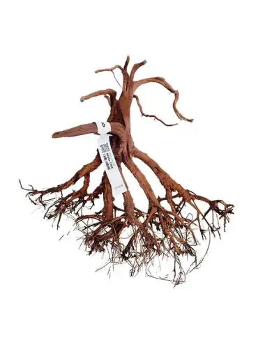 WIO - Rebel Wood - S - Root...