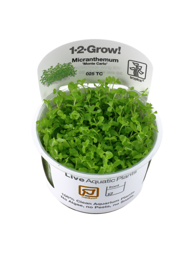 TROPICA - Micranthemum...