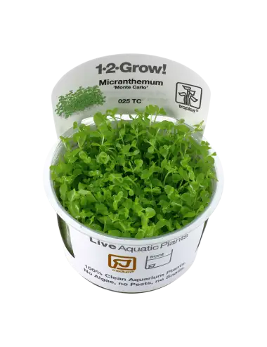 TROPICA - Micranthemum...
