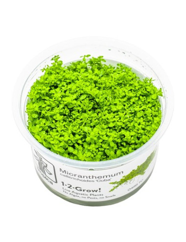 TROPICA - Hemianthus callitrichoides 'Cuba' - In vitro