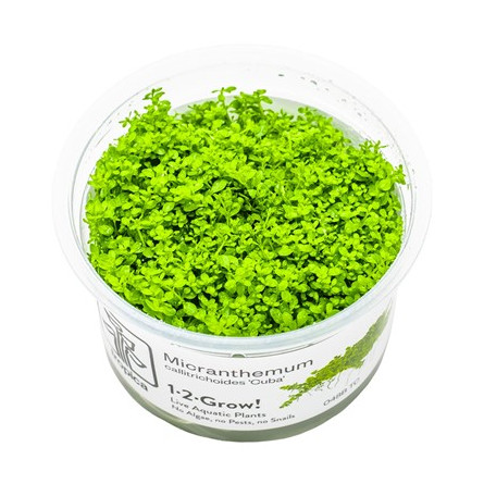 TROPICA - Hemianthus callitrichoides 'Cuba' - In vitro