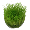 TROPICA - Taxiphyllum barbieri 'Mousse de Java' - In vitro