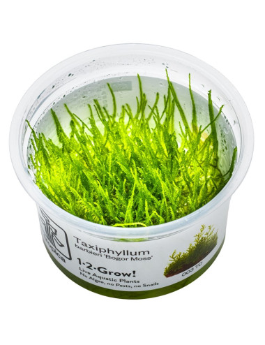 TROPICA - Taxiphyllum...