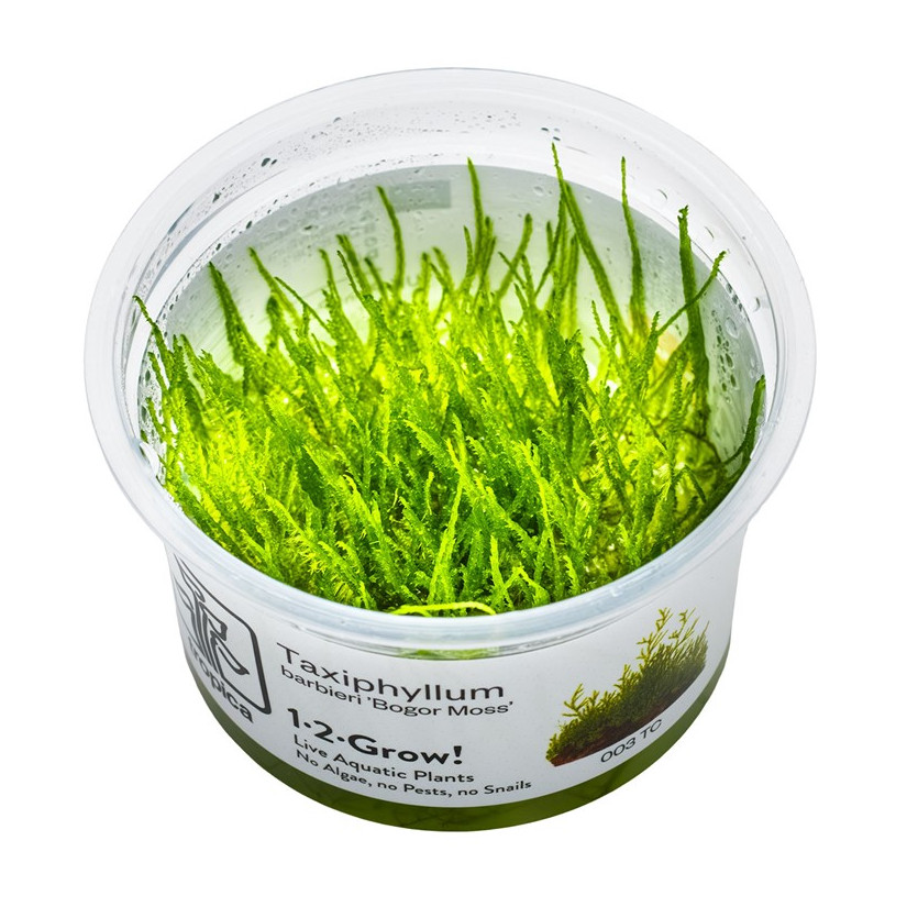TROPICA - Taxiphyllum barbieri 'Mousse de Java' - In vitro