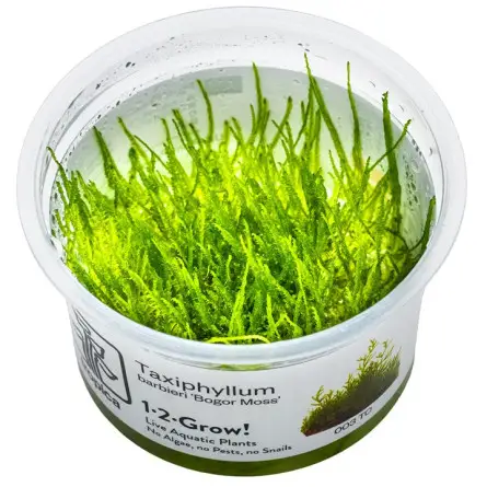 TROPICA - Taxiphyllum barbieri 'Mousse de Java' - In vitro TROPICA - Taxiphyllum barbieri 'Mousse de Java' - In vitro