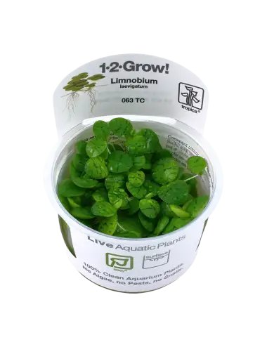 TROPICA - Limnobium...