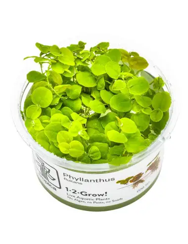 TROPIKA - Phyllanthus...