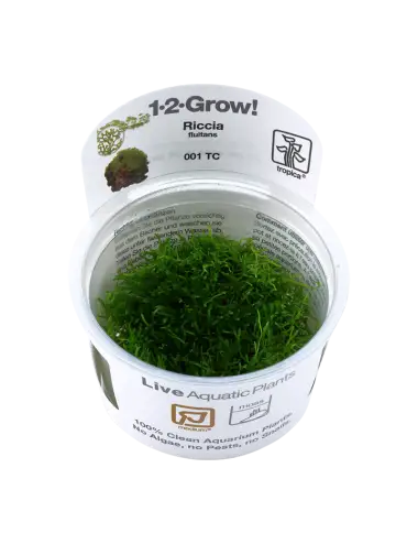 TROPICA - Riccia fluitans -...