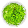 TROPICA - Vesicularia montagnei 'Christmas Moss' - In vitro