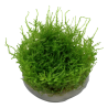 TROPICA - Vesicularia montagnei 'Christmas Moss' - In vitro